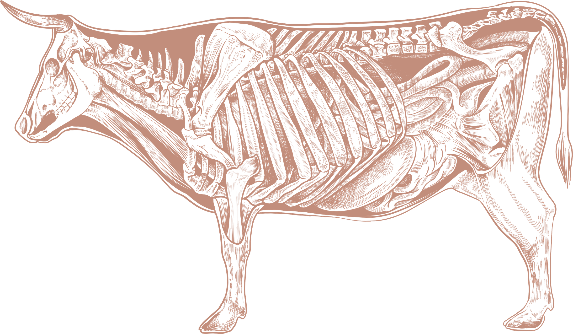 ORGANOCULTURA